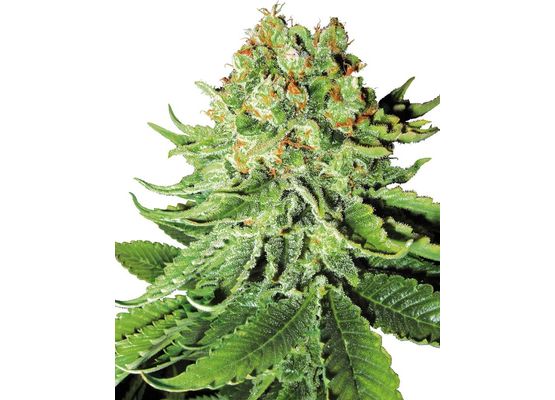 Sensi Seeds Northern Lights Auto (3)