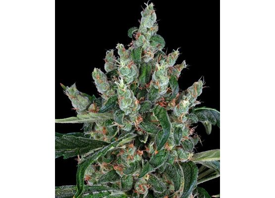 Barney’s Farm Laughing Buddha (1)
