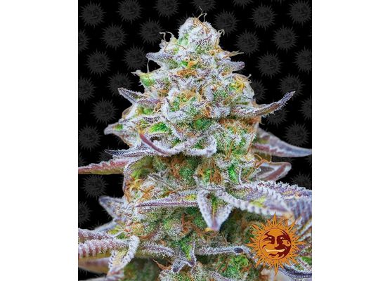 Barney’s Farm Gorilla Skittles (10)