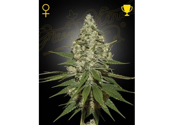 Green House Seeds Super Lemon Haze (1)