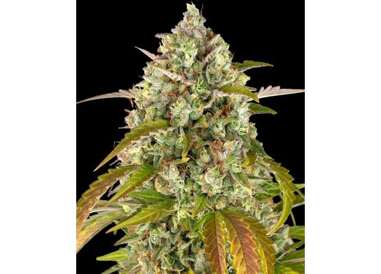 Barney’s Farm Pineapple Express Auto (10)