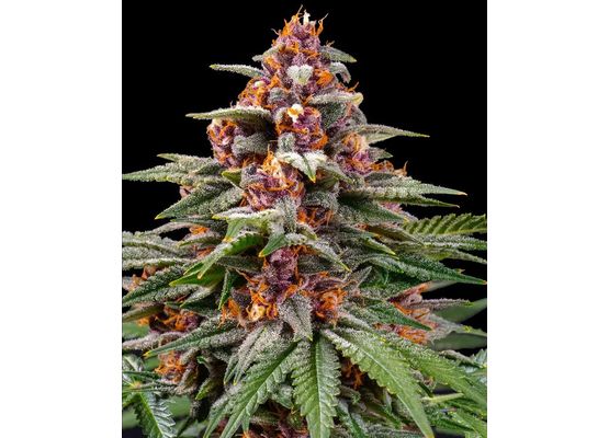 Barney’s Farm Runtz Auto (1)