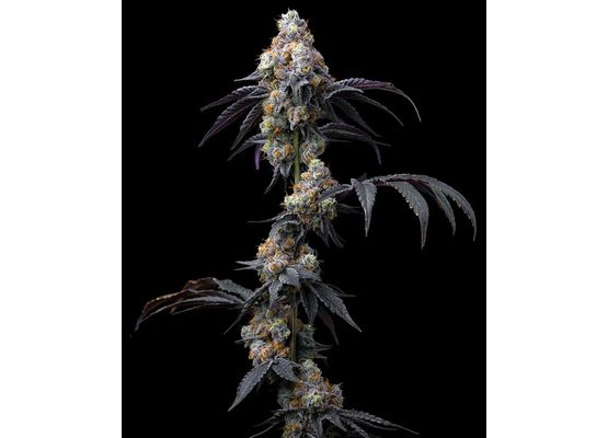 Barney’s Farm Rainbow Sherbet (3)