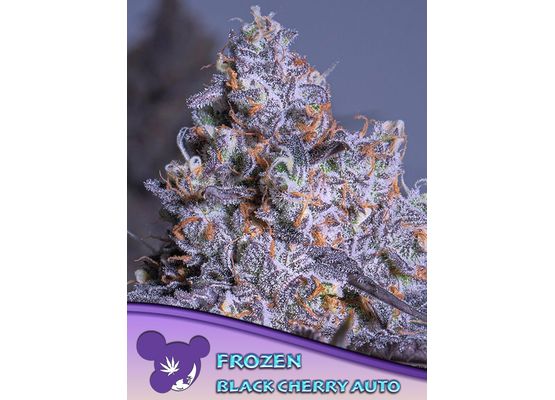 Anesia Seeds Frozen Black Cherry Auto (10)