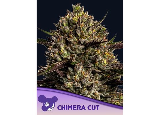 Anesia Seeds Chimera Cut (10)