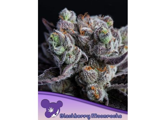 Anesia Seeds Blackberry Moonrocks (3)