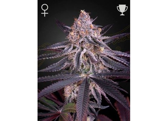 Green House Seeds Kings Juice (3)