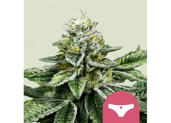 Steckling - Sherbet Queen RQS (klein)