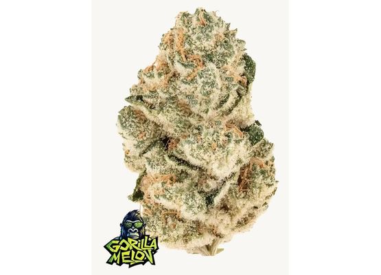 420FastBuds Gorilla Melon Auto (3)