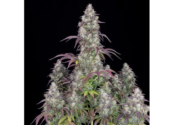 420FastBuds Lemon Pie Auto (3)