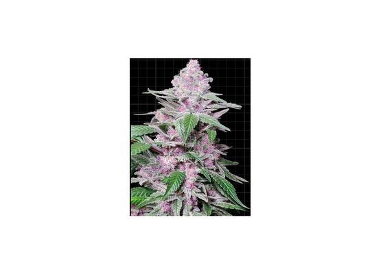 Sensi Seeds Purple Cookie Kush (3)