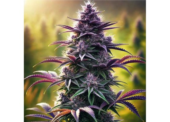 Growheads Auto Purple Haze (1)