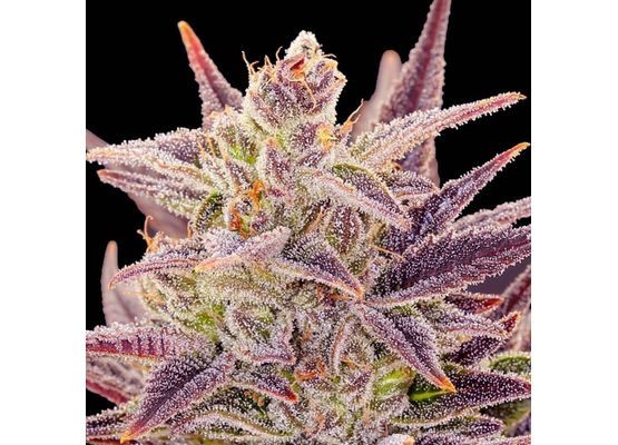 Steckling - Anesia Seeds Imperium X Auto