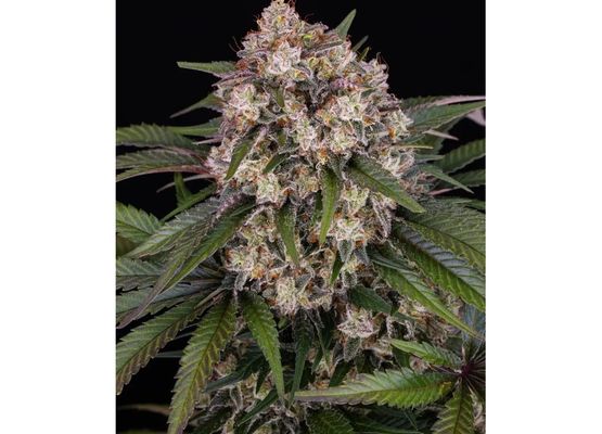Barney's Farm OG Kush Auto (3)