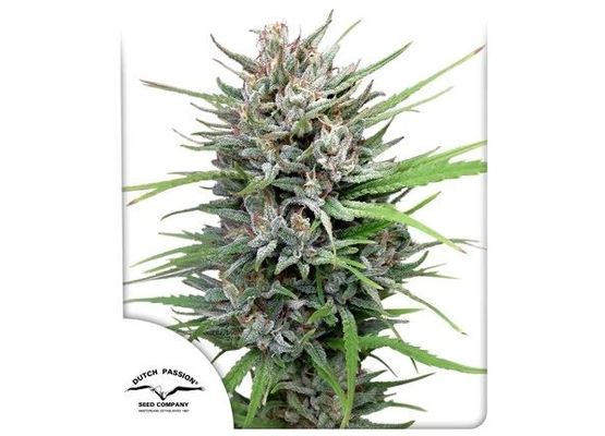 Dutch Passion - PASSION #1 ® (10)