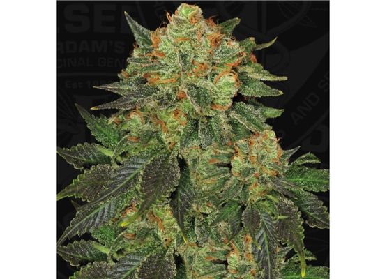 T.H. Seeds Bubblegum Fem. 6St.