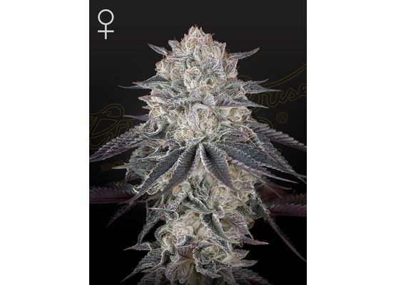 Green House Seeds Fullgas (3)