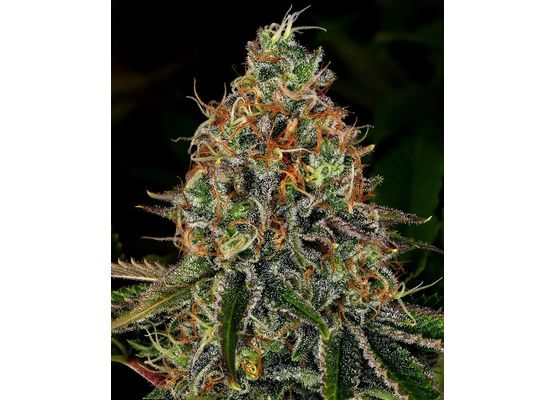 Barney's Farm  Tangerine Dream Auto (1) 