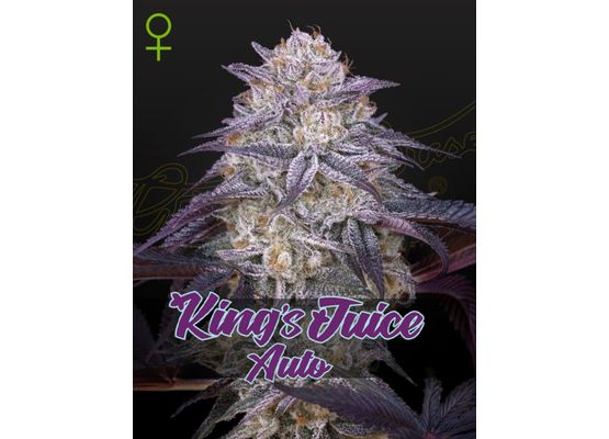Green House Seeds King's Juice Auto (1)