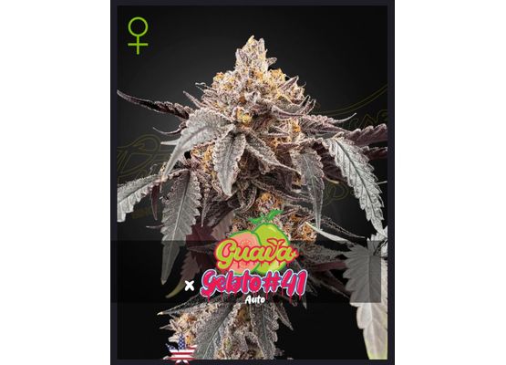 Green House Seeds Guava x Gelato 41 Auto (3)