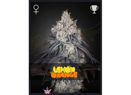 Green House Seeds Lemon Orange (3)