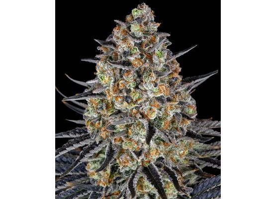 Barney's Farm LSD 100% (1) 
