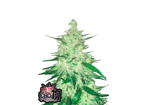 420FastBuds Bulk CBD Crack Auto (1)