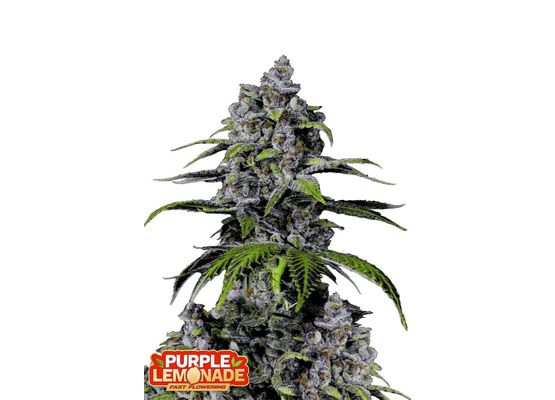 420FastBuds Purple Lemonade FastFlower (3)