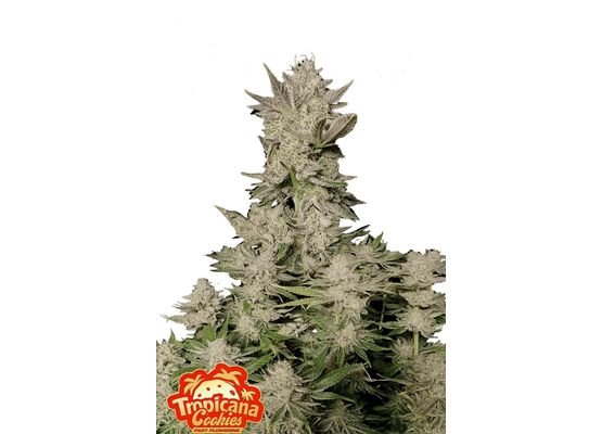 420FastBuds Tropicana Cookies FastFlower (3)