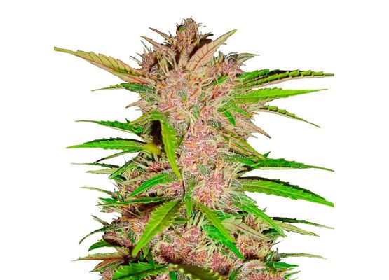 420FastBuds Fastberry Auto(3)