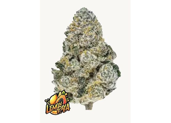 420FastBuds Lemonpaya FEM (3)