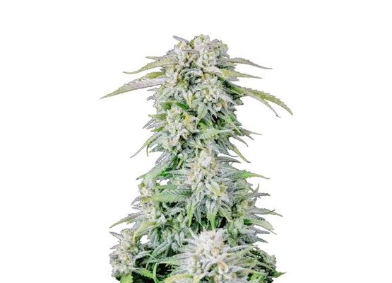 420FastBuds Original Afghan Kush Auto (1)