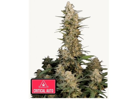 420FastBuds Original Critical Auto (3)