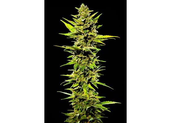 420FastBuds Original OG Kush Auto (3)
