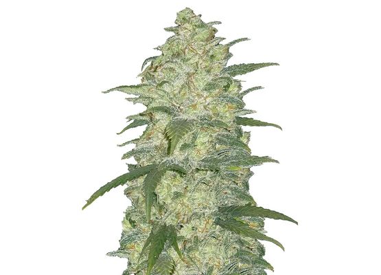 420FastBuds Original White Widow Auto (3)