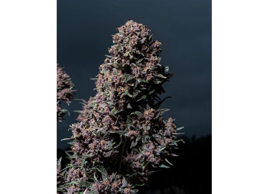 420FastBuds Purple Lemonade Auto (3)