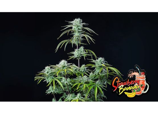 420FastBuds Strawberry Banana Auto (3)