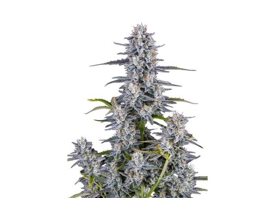 420FastBuds Super Boof Auto (3)