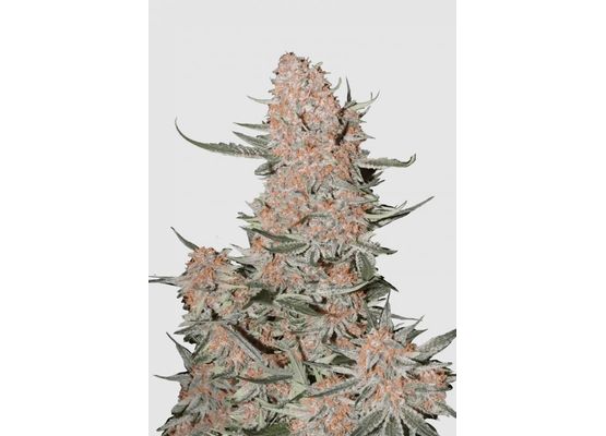 420FastBuds Ztrawberriez Auto (1)