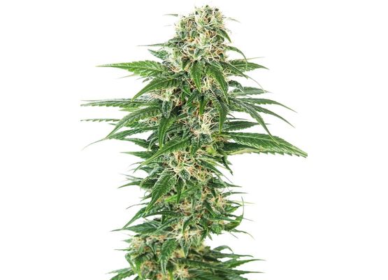 Sensi Seeds Auto Early Skunk (3)