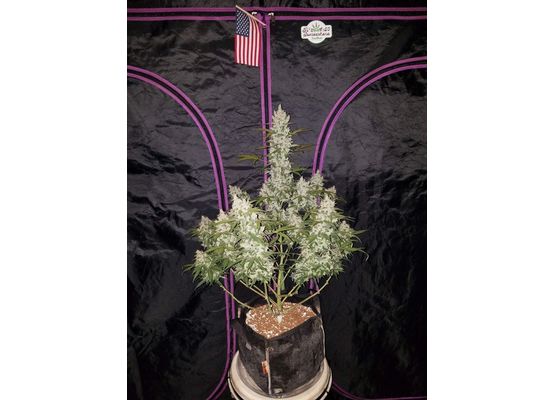 Steckling - 420FastBuds Girl Scout Cookies Auto