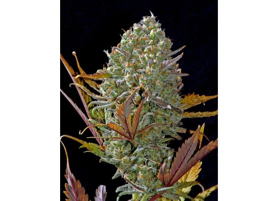 Steckling - 420FastBuds Pineapple Express Auto