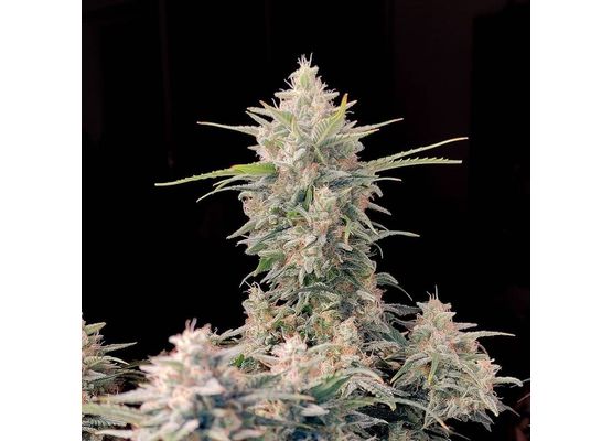 Steckling - 420FastBuds Original Skunk Auto