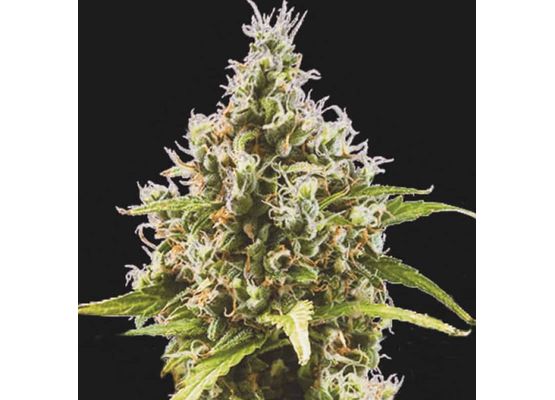 Steckling - Growheads Auto Amnesia Haze