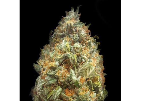 Growheads Auto Orange Bud (1)