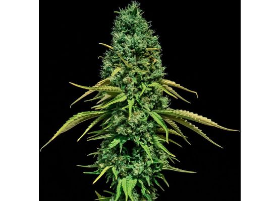 Growheads CBD Critical (1)