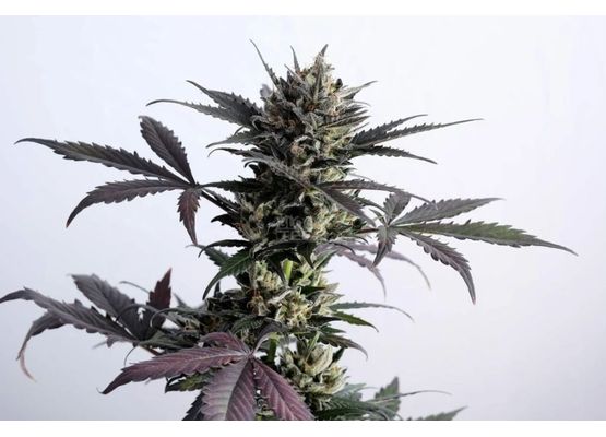 Kannabia Auto Lemon Haze (3)