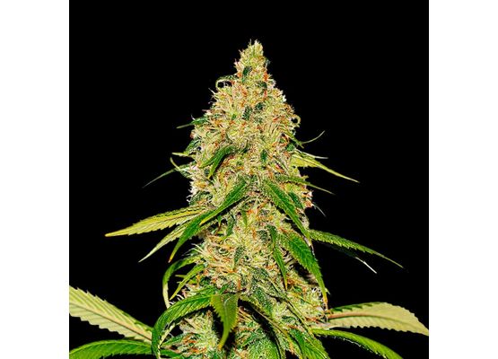 Growheads Auto CBD White Widow (1)