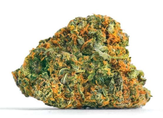 Steckling - Gorilla Glue
