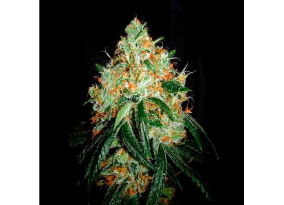 Steckling - Orange Bud